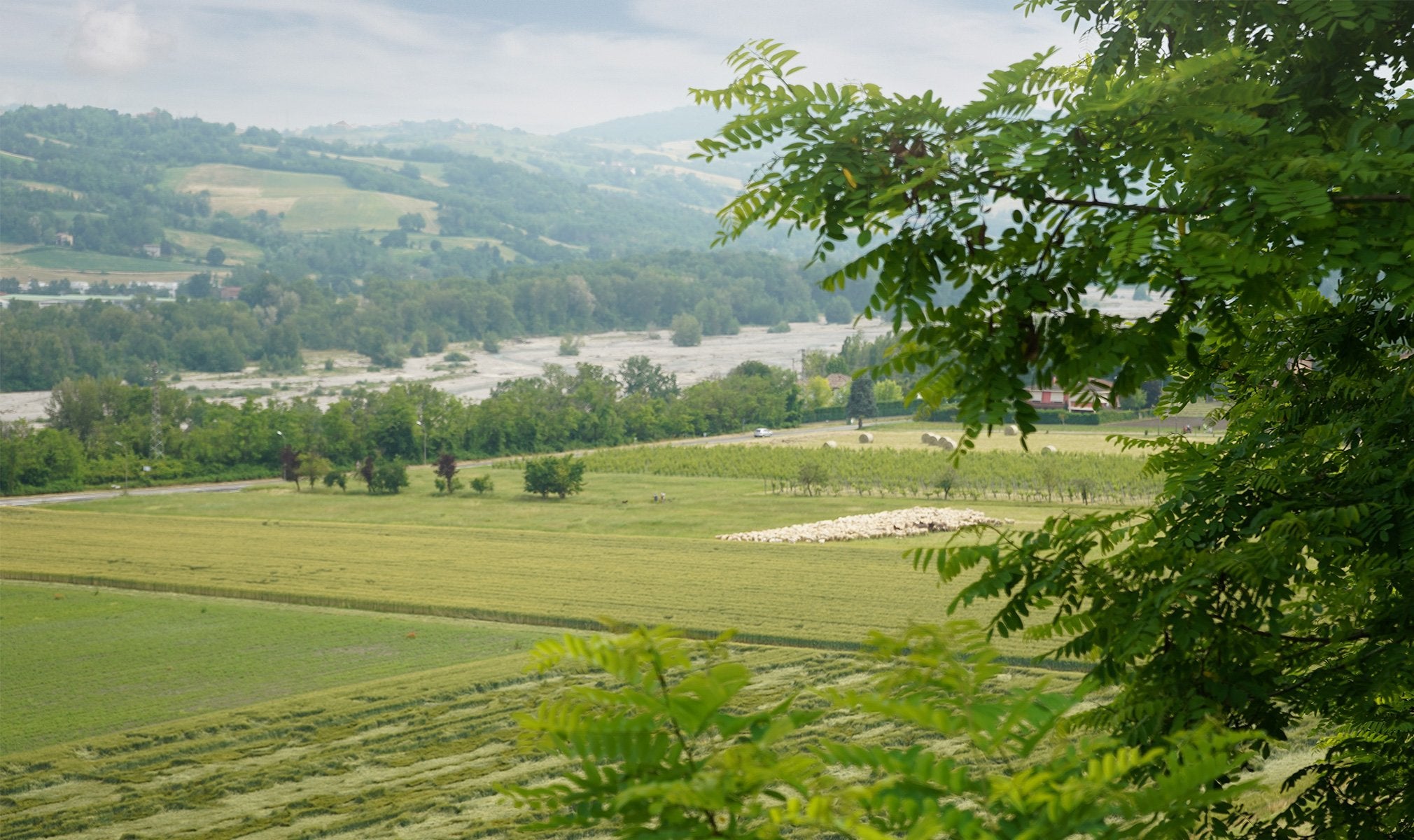 CBD : The Past And Future Of Hemp