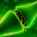 What Is the Endocannabinoid System?