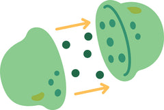 endocannabinoids fae b ec aa afcee x